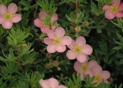 Potentilla fruticosa pink queen / Cserjés pimpó rózsaszín